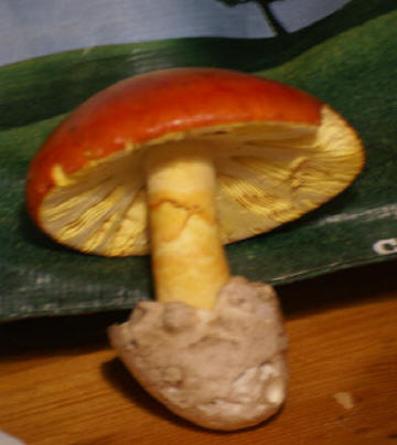 Amanita Caesarea