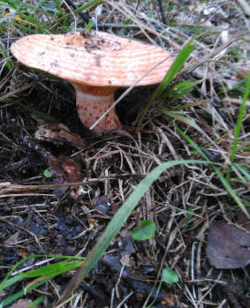 Lactarius Deliciosus